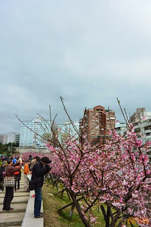 0202 022 -  內溝溪賞櫻步道