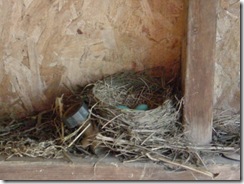 Mrs. Robin #2's nest