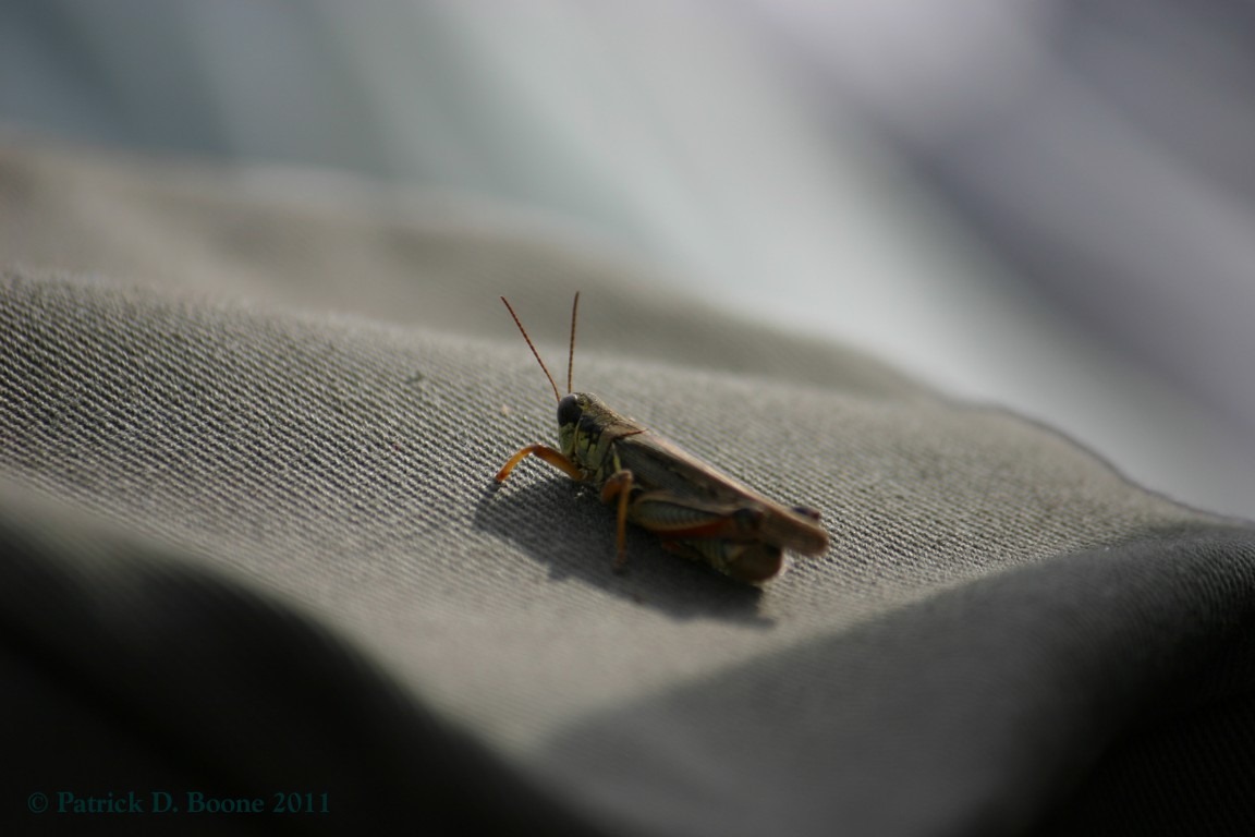 [RenFest-2011-76-Grasshopper1%255B1%255D.jpg]
