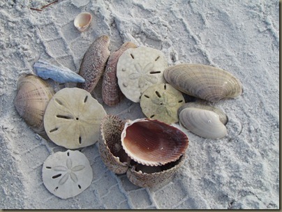 shells at fort desoto beach