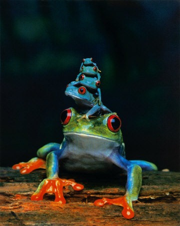 [Blue-Tree-Frogs%255B4%255D.jpg]