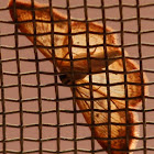 Geometridae Moth