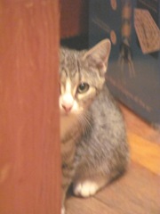 stray kitty 10.8.12 Casper peeking