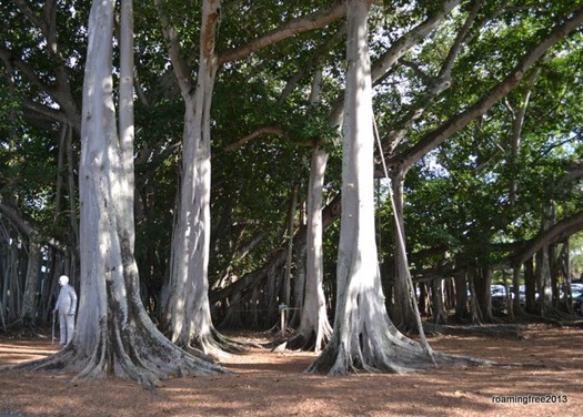 Banyan Tree -- It's hard to believe this is a single tree!