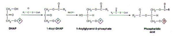 Biosynthesis of Glycerophospholipids