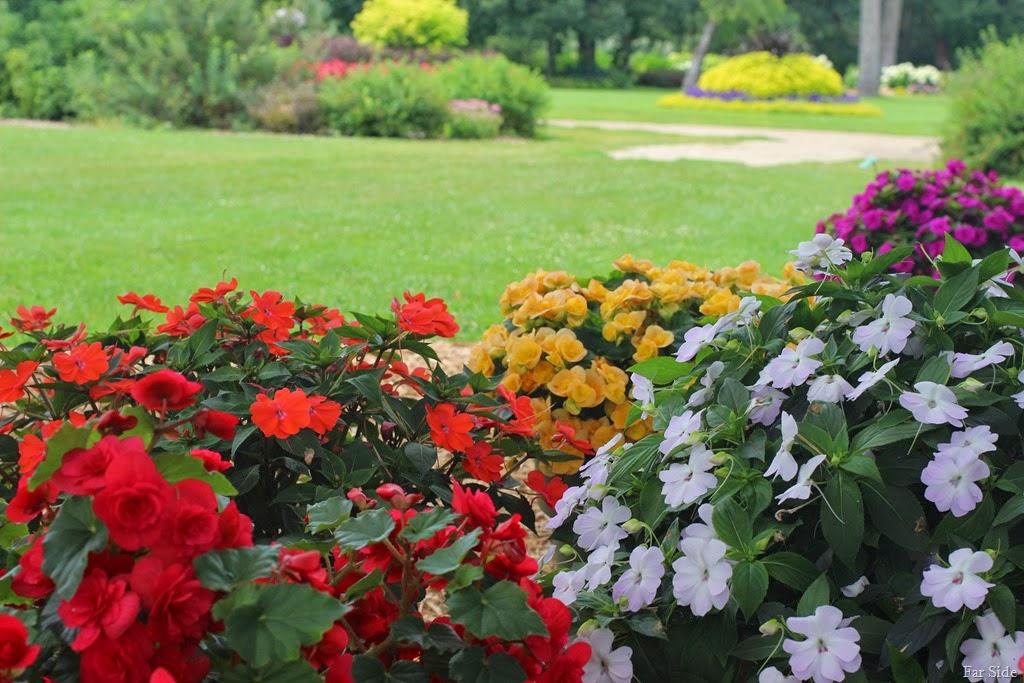 [Begonias%2520and%2520New%2520Guinea%2520Impatiens%255B9%255D.jpg]