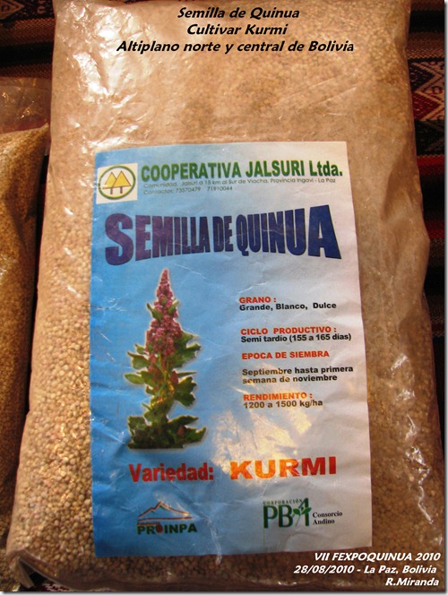 Semillas de Quinua del cultivar Kurmi - Rubén Miranda - Laquinua.blogspot.com