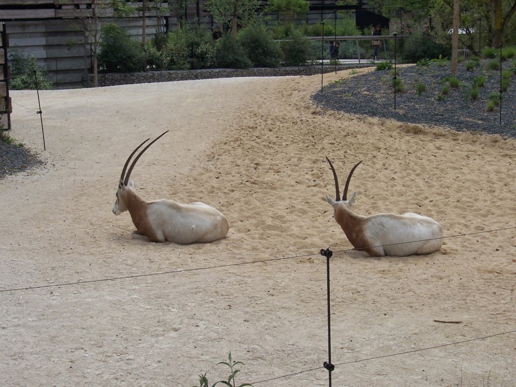 [2014.04.21-011-oryx-algazelle5.jpg]