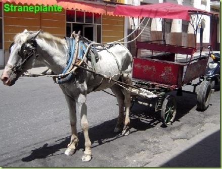coche de caballo carretto cavallo cuba