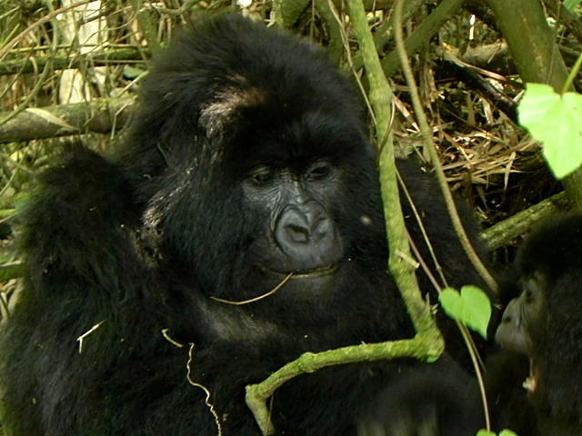 [Rwanda_Gorillas-132.jpg]