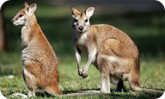A-wallaby-and-joey-001_thumb1