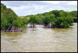 06j - West Lake Trail - Red Mangroves