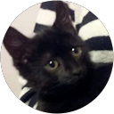 Image Google de Laurine Ptit Chaton