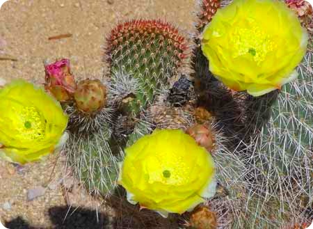 cactus-flowers