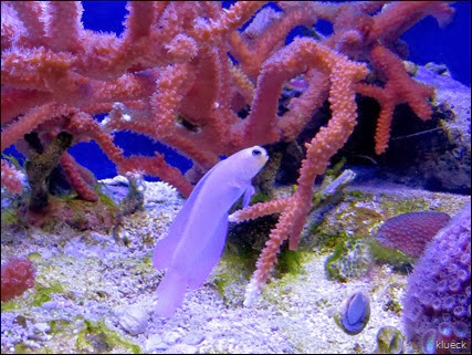 Goby in aquarium at John Pennekamp Coral Reef State Park