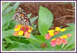 EFP-P1080337 EFP-P1080337