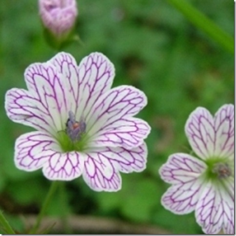 geranium versicolor