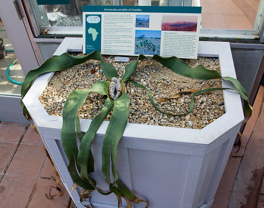[111228_UCBG_Welwitschia-mirabilis_03.jpg]