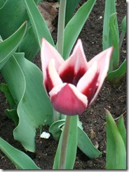 Tulips 2012 022