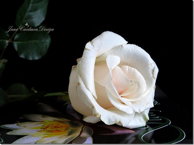 White_Rose