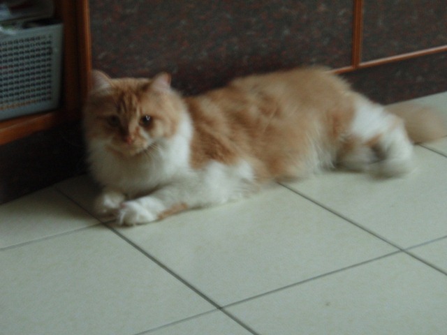 [catshomeday023.jpg]