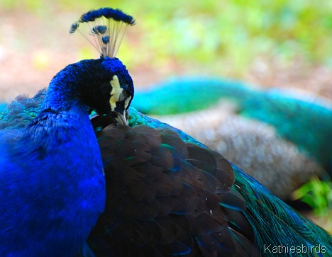 12. peacock-kab