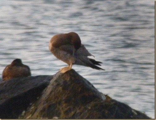 Brown Booby_007