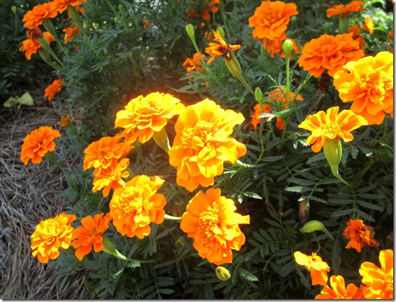 Growing Marigolds {Krafty Kat} Growing Marigolds {Krafty Kat}