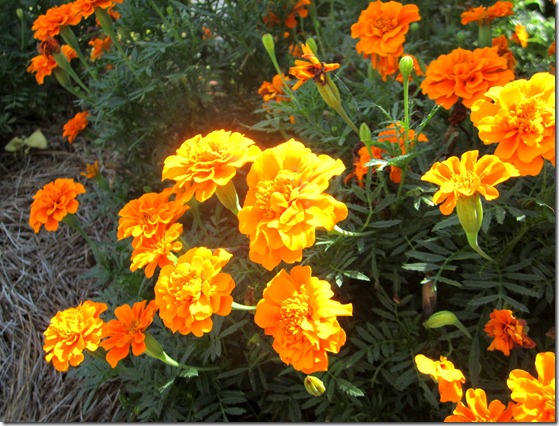 Growing Marigolds {Krafty Kat}