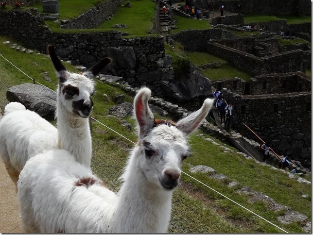 Machu_Picchu_DSC02187