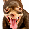 Gilberto Smith Avatar