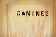 Canines