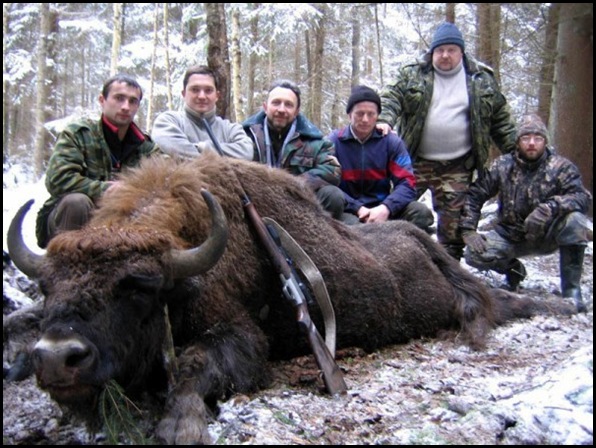 Le massacre des bisons en Amérique-8