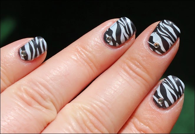 Safari Zebra 07