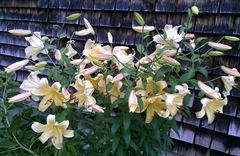 yellow lilies in front of house 7.2013