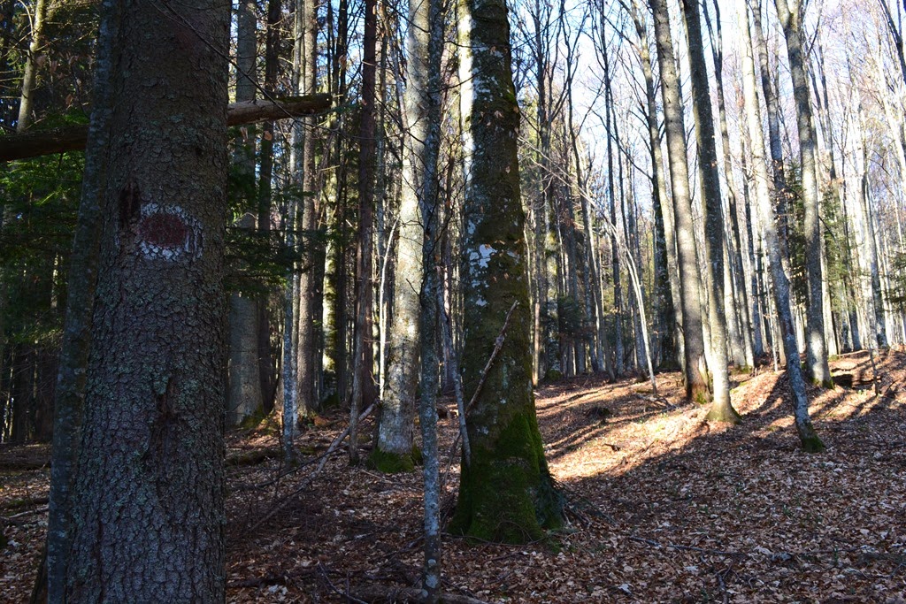 [DSC_47403.jpg]