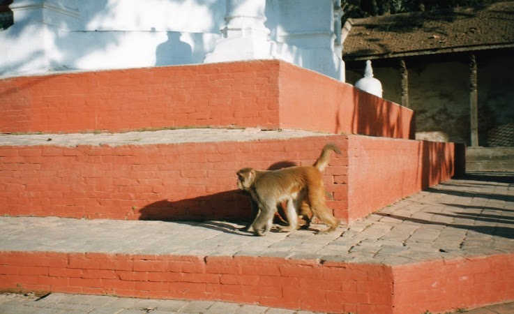 Obiective turistice Kathmandu: templul maimutelor.jpg