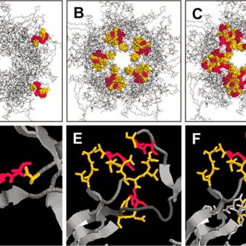 RasMol programma di grafica molecolare per la visualizzazione di proteine.