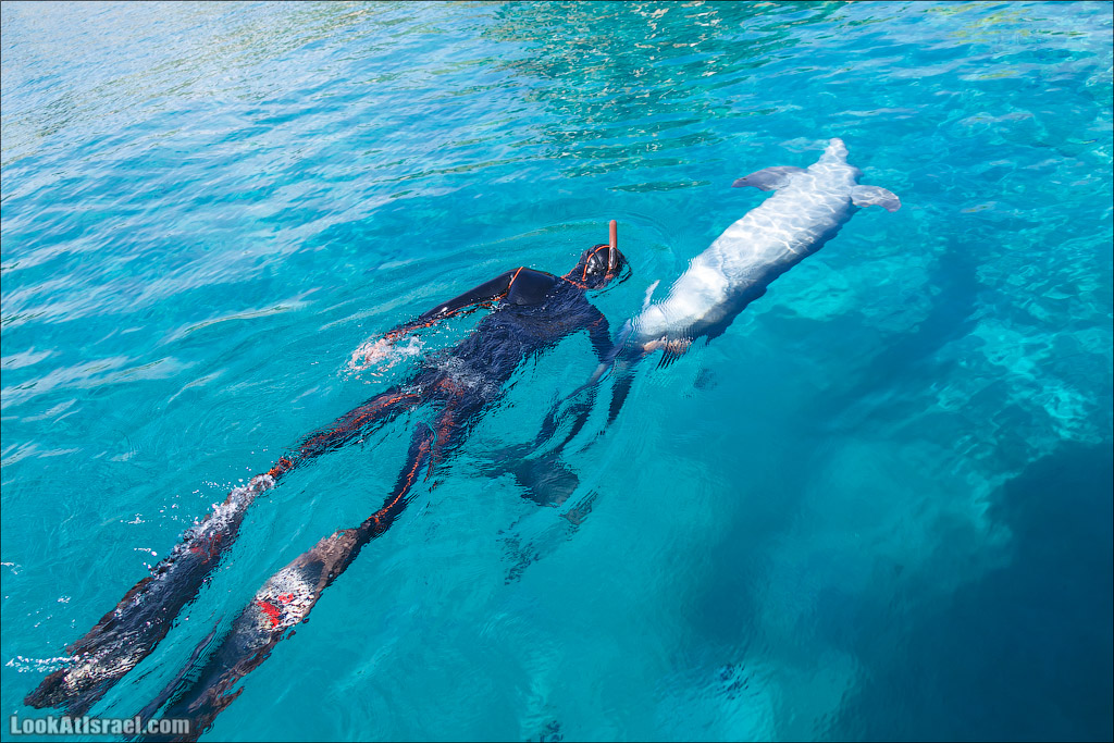 LookAtIsrael.com - Фото путешествия по Израилю | Дельфиний риф в Эйлате. Дельфинарий | Dolphins reef in Eilat | דולפינריום באילת