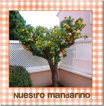 mandarino 2 (page 1)