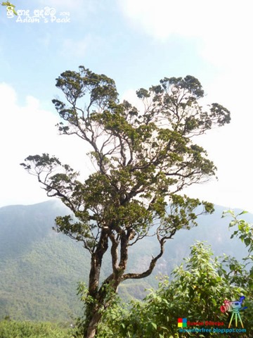 Adams-Peak-2014-by-Ruwan-Dileepa--le%25255B89%25255D.jpg