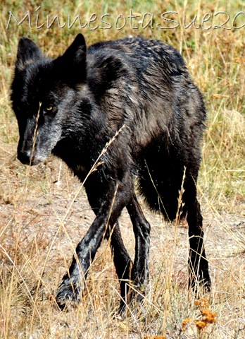 [wolf%2520hayden%2520valley%25204cropped%255B26%255D.jpg]
