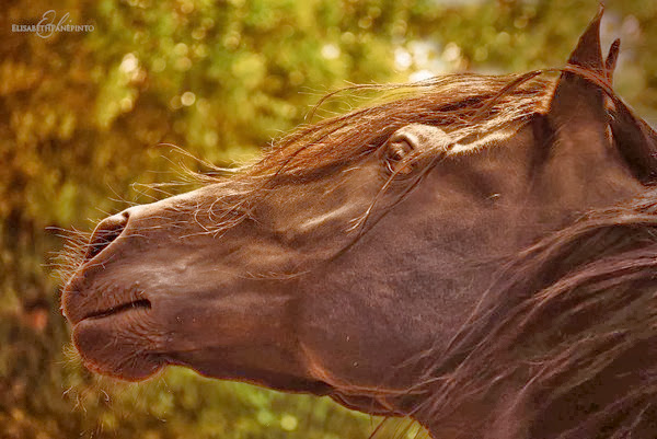 Elisabeth Panepinto Photography
