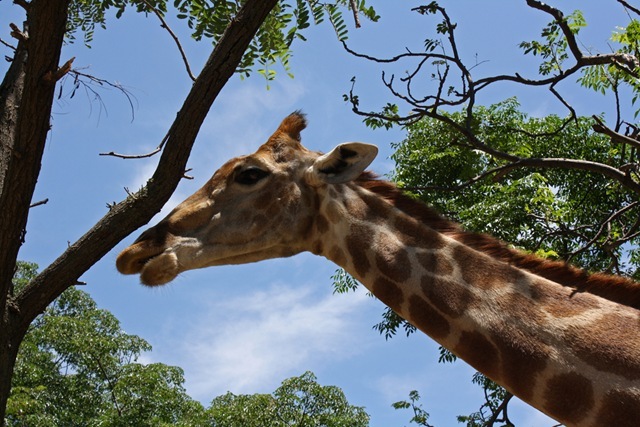 Blue sky and giraffe, Lion Park Johannesburg