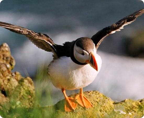 Fratercula_arctica_(ali_aperte) Fratercula_arctica_(ali_aperte)