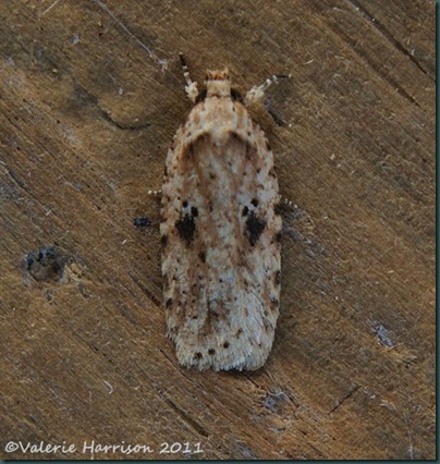 agonopterix-arenella (2)