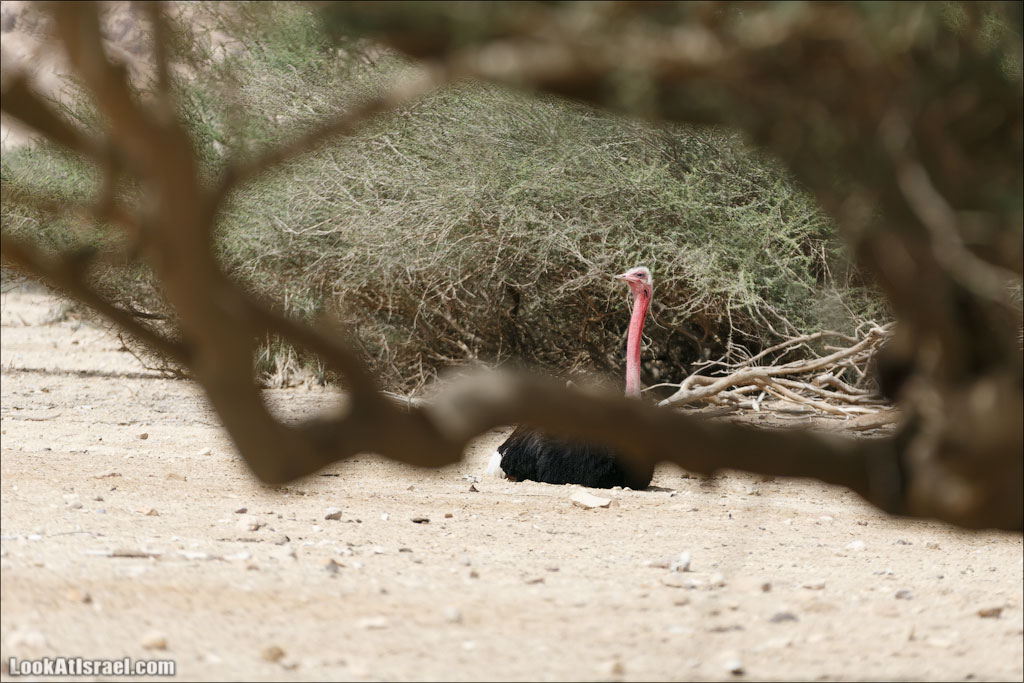 LookAtIsrael.com - Заповедник библейских животных Хай Бар | Hai Bar reserve | חי בר