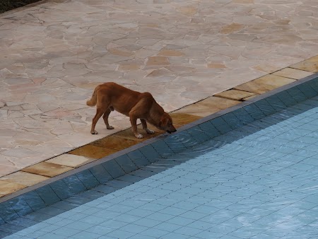 Caine care bea din piscina