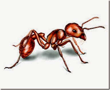 harvester-ant-illustration_1500x1200