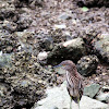 Black-crowned Night Heron (immature)